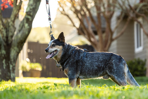 Sky Track Portable Dog Run