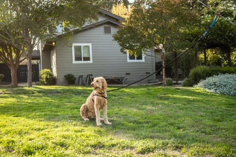 No Fence, No Problem
