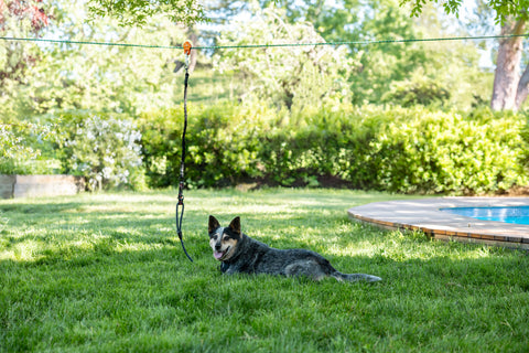 SkyTrack Permanent Cable Dog Run