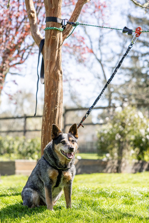 SkyTrack Portable Dog Run