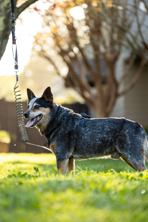 SkyTrack Portable Dog Run