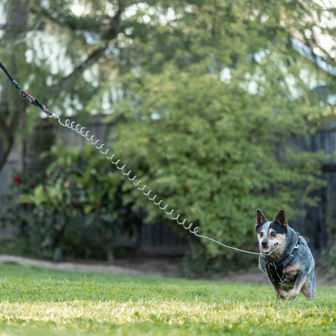 SkyTrack Aerial Dog Zip Line (50 -200 ft) | Overhead Dog Run Trolley ...
